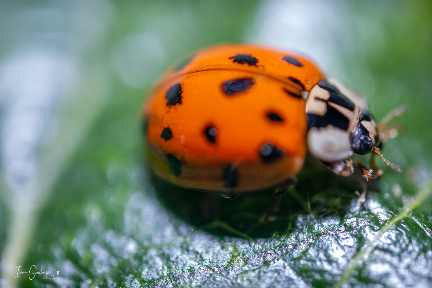  R2A7813 bewerkt 06 juni 2023 2053 37